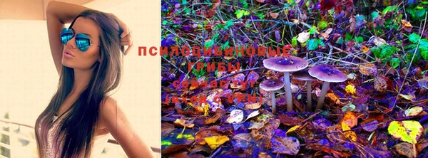 шишки Абаза